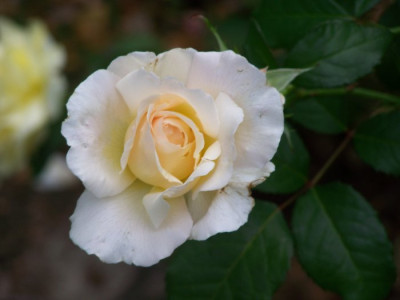 August_2009_Marie-Luise_Knospe.jpg