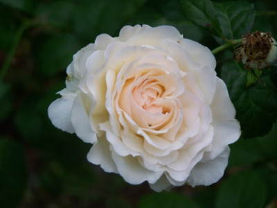 August_2009_Marie-Luise_Blute.jpg