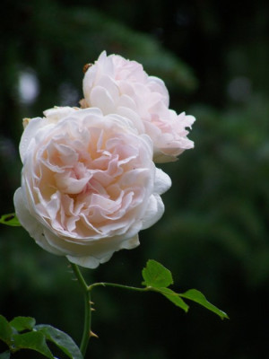 August_2009_Sebastian_Kneipp.jpg