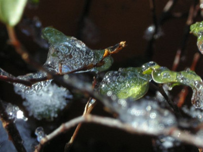 Muehlenbeckia40.jpg