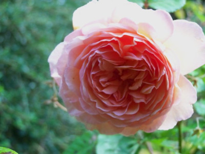 August_2009_Abraham_Darby.jpg
