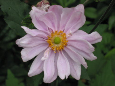 Monte_Rose_Mitte_August_09.jpg