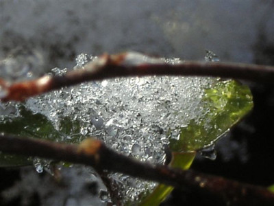 Muehlenbeckia43.jpg