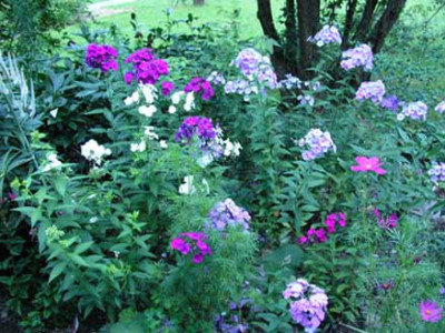 phlox.jpg