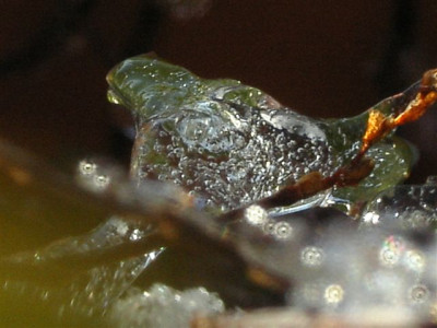 Muehlenbeckia60.jpg