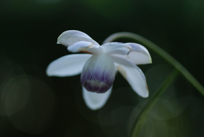 anemonopsis_macrophylla_09.jpg