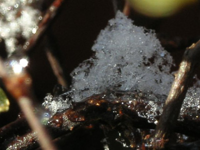 Muehlenbeckia63.jpg