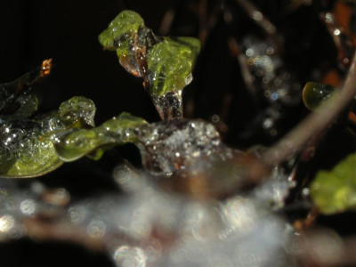 Muehlenbeckia64.jpg