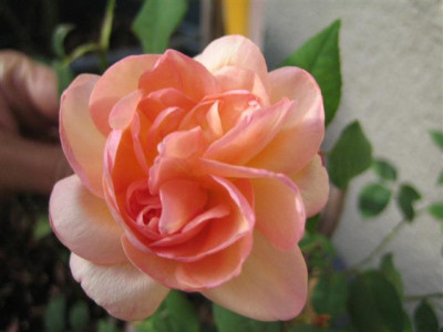 IMG_6271_Small.JPG