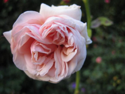 IMG_6295_Small.JPG