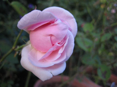 IMG_6296_Small.JPG