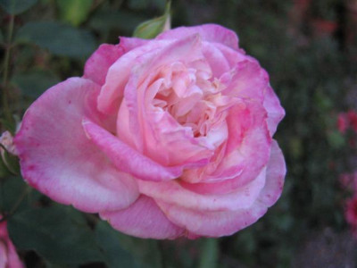 IMG_6299_Small.JPG