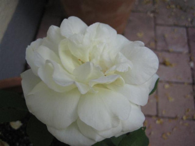 IMG_6258_Small.JPG