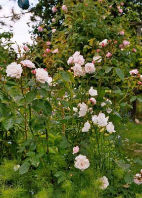 Mlle_Blanche_Baronne_de_aynard_und_Nahema_Kopie.jpg