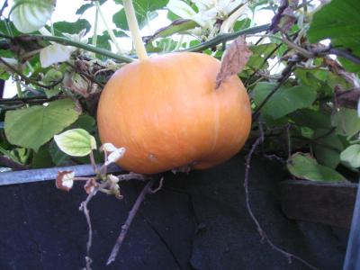 Wachtelkurbis.jpg