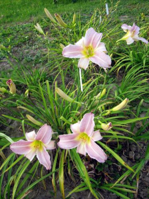 GT07-KR11.4_Grauge_X_Weier_Chiffonschal__2960_.jpg