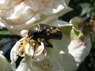 IMG_9494.JPG