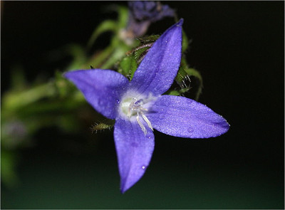 campanula.JPG