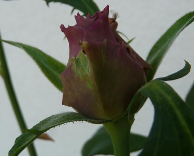 MamyBlue_08_09_01.JPG