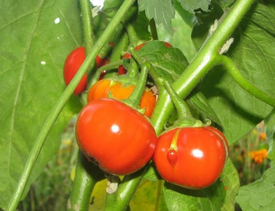 aubergine_rot.JPG