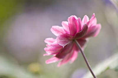 Anemone-Aug2009.jpg