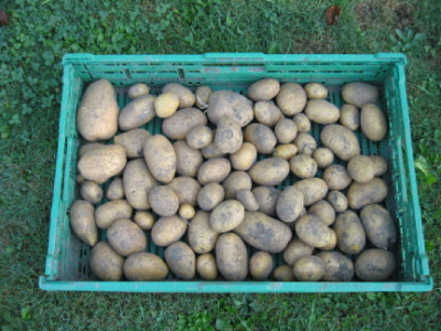 Kartoffeln_2_Agria_August_09.jpg