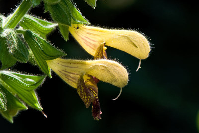 Salvia-Amber-Aug2009.jpg