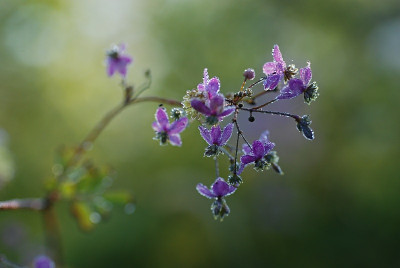 thalictrum_morgens_01.jpg
