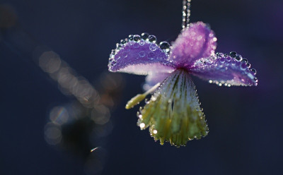thalictrum_morgens_02.jpg