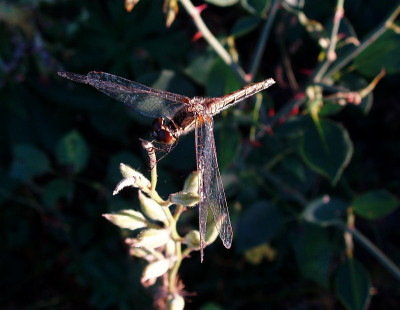 libelle_zg2.jpg