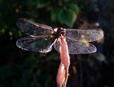 libelle_zg.jpg