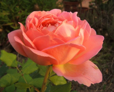 DSCF2317.JPG