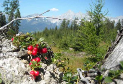DSCN2532_reiteralm.jpg