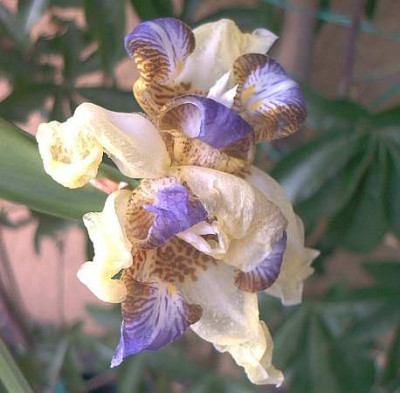 Walking_Iris_verbluht.jpg