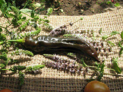 08chili_aji_panca03.jpg