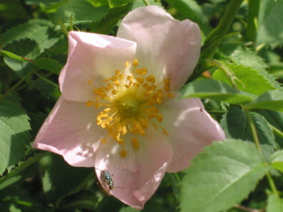 Hundsrose_mit_Besuch.jpg