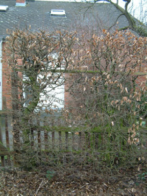 buchenhecke.jpg