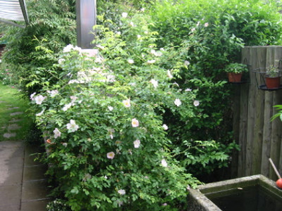 Hundsrose_Strauch.jpg