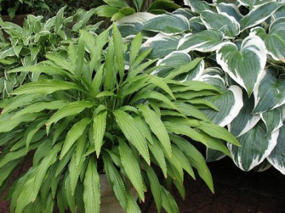 Hosta_Longissima__El_Nino.JPG