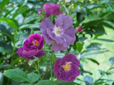 August_2009_Rhapsody.jpg