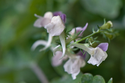 Linaria-Saemling-Aug2009.jpg