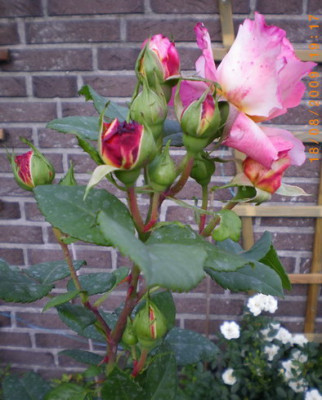 Augusta_Luise_im_August.jpg