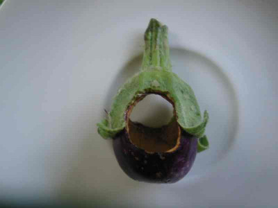 erste_Aubergine_2009.jpg