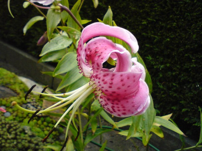 LLilium_speciosum_var._rubrum-1jpg.jpg