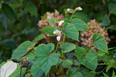 Begonia-grandis-Alba-Aug2109.jpg