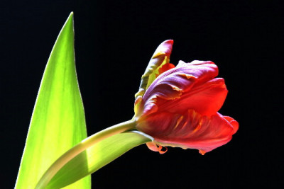 Tulpe-Marz-2.jpg
