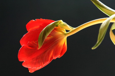 Tulpe-Marz-3.jpg