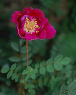 William_III_0010__57121.jpg