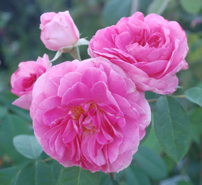Gertrude_Jekyll_0010__57075.jpg