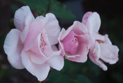 Souvenir_de_St._Annes_0010__57126.jpg
